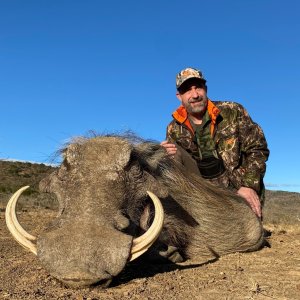 Warthog Hunt Eastern Cape South Africa