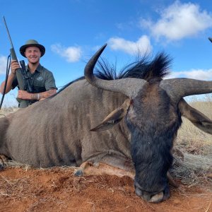 Blue Wildebeest Hunt South Africa