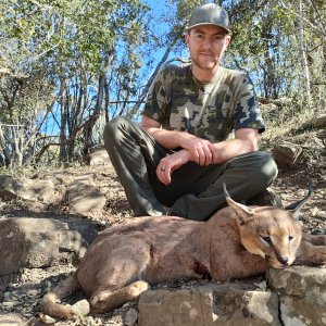 Caracal Hunt Eastern Cape South Africa