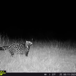 Civet Trail Camera South Africa