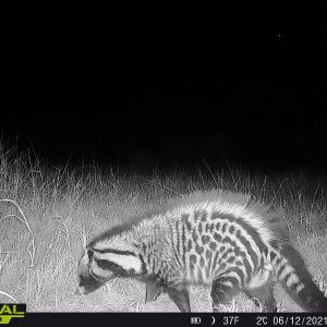 Civet Trail Camera South Africa