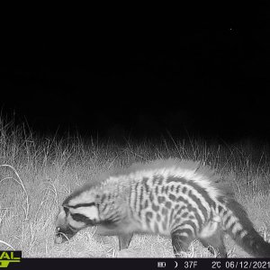 Civet Trail Camera South Africa