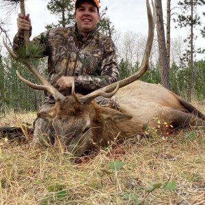 Elk Bull Hunt Wyoming