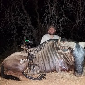 Blue Wildebeest Bow Hunt South Africa
