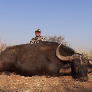 Buffalo Cow Hunting South Africa