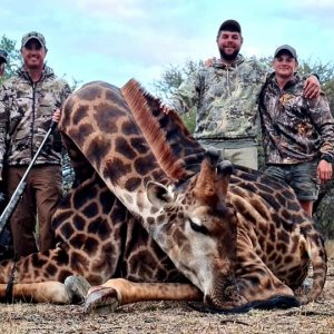 Black Giraffe Hunting South Africa