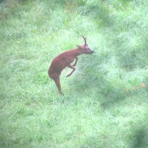 Roebuck hunting