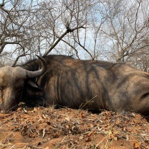 Buffalo Hunt South Africa