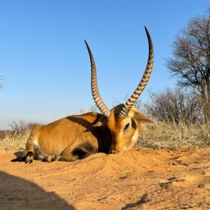 Lechwe Hunt South Africa