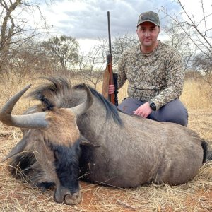 Blue Wildebeest  Hunt South Africa