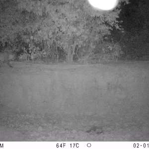 Black Leopard Trail Camera Central African Republic