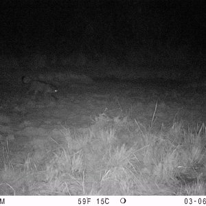 Black Leopard Trail Camera Central African Republic