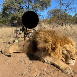 Lion Bow Hunt South Africa