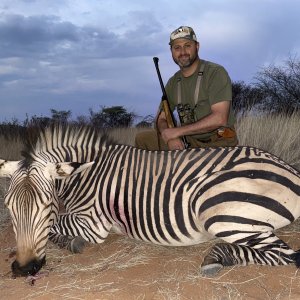 Zebra Hunting Namibia