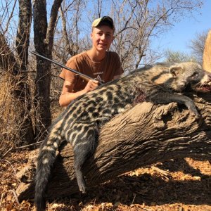 Civet Hunting South Africa