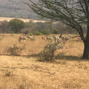 Zebra South Africa