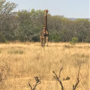 Giraffe South Africa