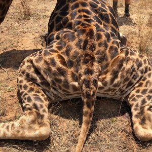 Giraffe Hind Legs South Africa