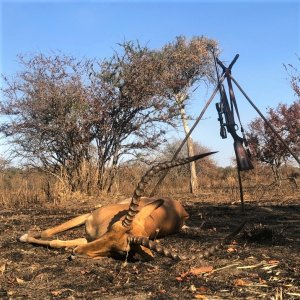 Impala Hunt Tanzania