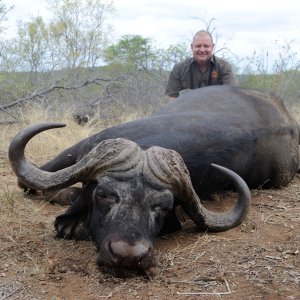 Buffalo Hunting Limpopo South Africa