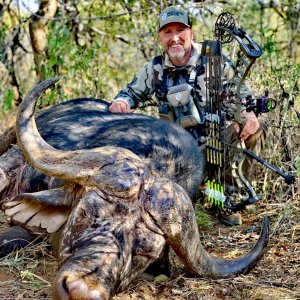 Buffalo Bow Hunting Limpopo South Africa