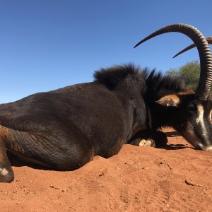 Sable Hunt South Africa