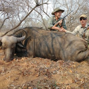 Buffalo Cow Hunt South Africa