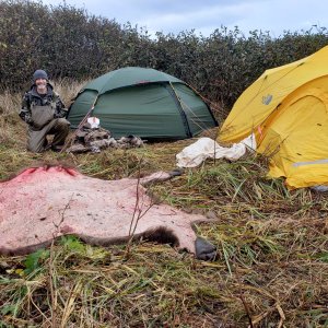 Brown Bear Hunt Alaska