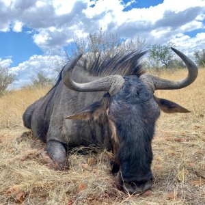 Blue Wildebeest Hunt Namibia