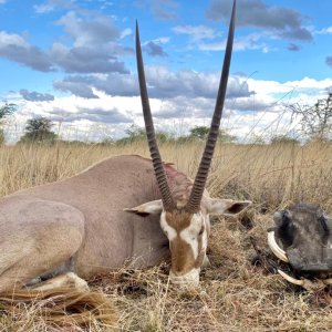 Golden Gemsbok and Warthog Hunt Namibia