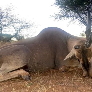 Unusual Eland Hunt Namibia