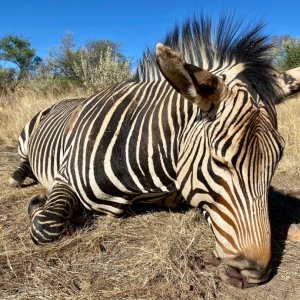Hartman's Zebra Hunt Namibia