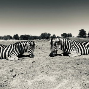 Burchell's Plains Zebra Hunt Namibia