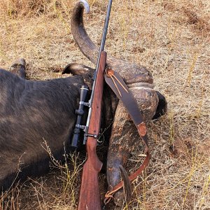 Buffalo Hunt, Thabazimbi, Limpopo