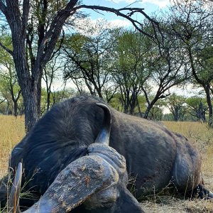 Buffalo Hunt, Thabazimbi, Limpopo