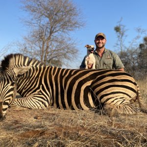 Zebra Hunt Limpopo South Africa