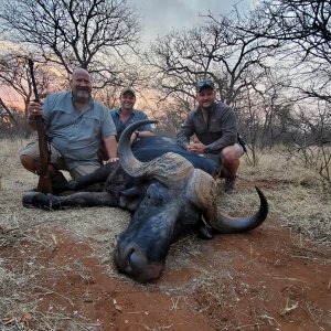 Buffalo Hunt Limpopo South Africa