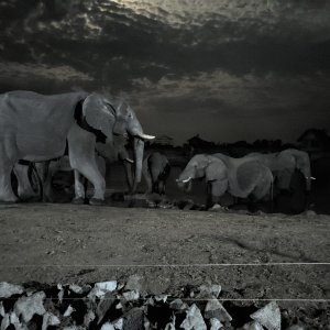 Elephants  Limpopo South Africa