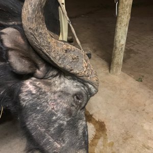 Buffalo Hunt Limpopo South Africa