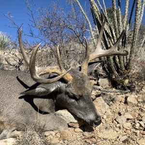 White-tailed deer Hunting