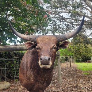 Red Bull Shoulder Mount Taxidermy