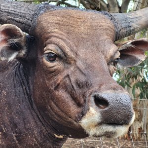 Red Bull Shoulder Mount Taxidermy