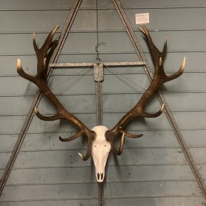 Red Stag Skull Mount