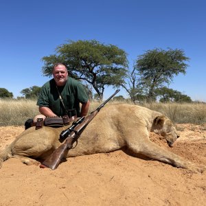 Lioness Hunt Kalahari South Africa