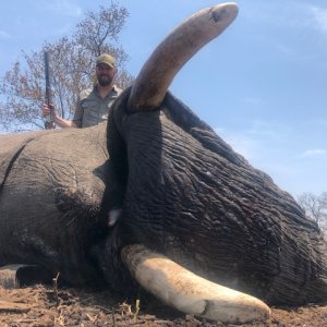 Elephant Hunt Zimbabwe