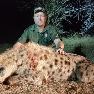 Spotted Hyena Hunt South Africa