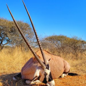 Gemsbok Hunting South Africa