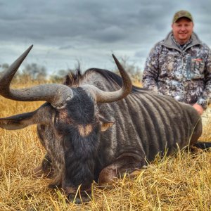 Blue Wildebeest Hunting South Africa