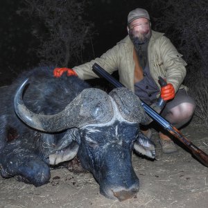 Buffalo Hunting South Africa