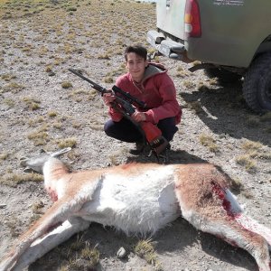 Guanaco Hutning Patagonia South America